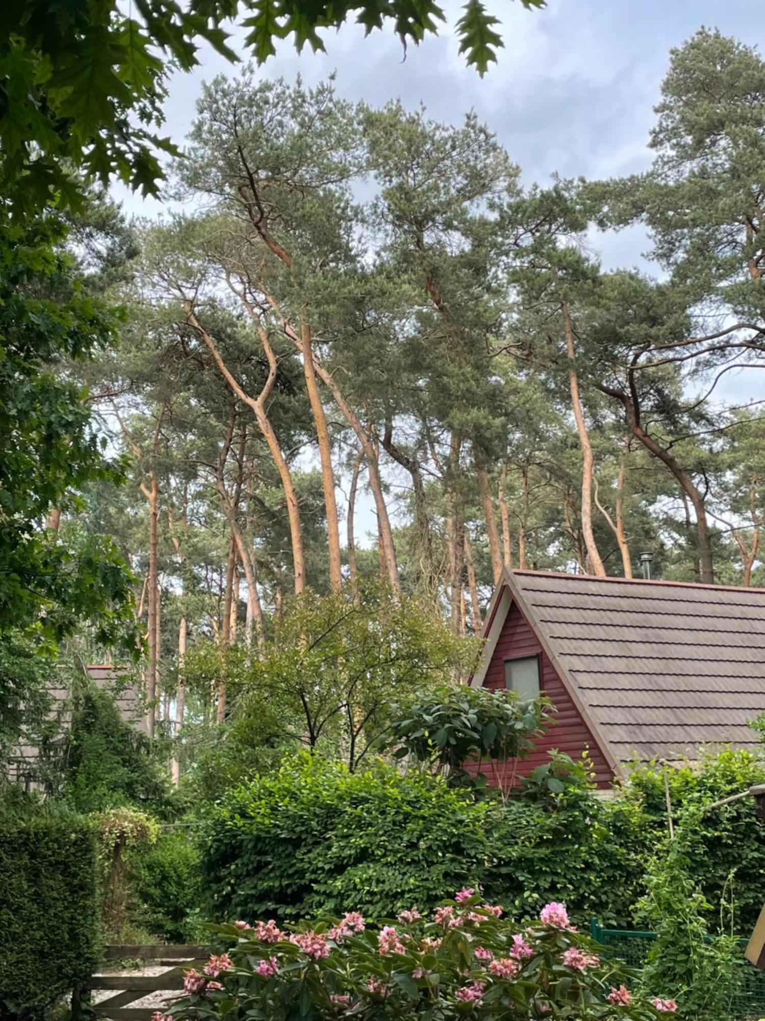 Boshuisje Pinus Sonnevijver Residences Lanaken Εξωτερικό φωτογραφία